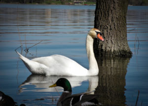 Angelo_Zisa_cigno_ferrara_lago_riflesso_2