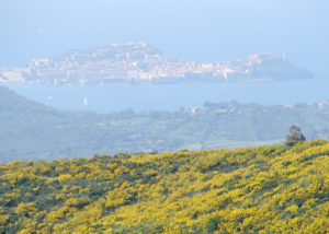 angelo_zisa_toscana_isola-di-elba