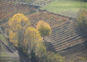 bello_franco_vigne_vista_dall_alto_10