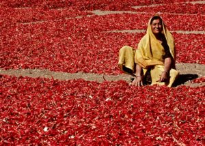 Sergio_Ardissone_Donna_tra_i_peperoncini_Rajasthan_India