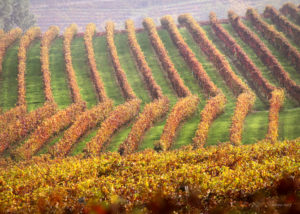 andrea_pesce_vigne_autunno_nizza