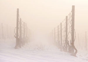 andrea_pesce_vigne_neve_nebbia